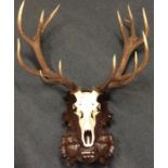 A massive pair of stag antlers complete with skull