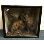 A taxidermy model of two red squirrels in glazed c