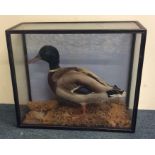A taxidermy model of a duck in glazed case. Est. £