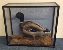 A taxidermy model of a duck in glazed case. Est. £