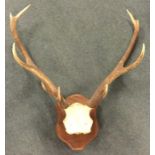 A pair of wall mounted stag antlers. Est. £20 - £3