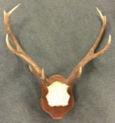 A pair of wall mounted stag antlers. Est. £20 - £3