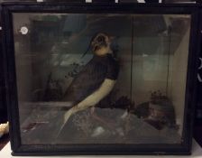TAXIDERMY: A cased figure of a bird with rugged ba