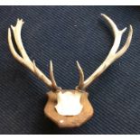 A pair of wall mountable antlers. Est. £30 - £50.