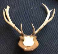 A pair of wall mountable antlers. Est. £30 - £50.