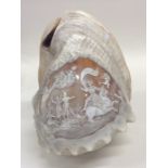 A large Bullmouth shell carved cameo decorated wit