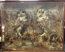 A taxidermy figure of two owls contained within a
