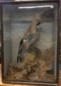 A taxidermy figure of a jay contained within a gla