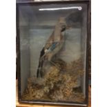 A taxidermy figure of a jay contained within a gla