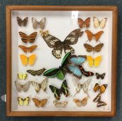 A glazed case depicting butterflies. Est. £30 - £5