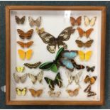 A glazed case depicting butterflies. Est. £30 - £5