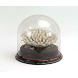 A Victorian glass dome on an ebonised base containing a coral piece, h.