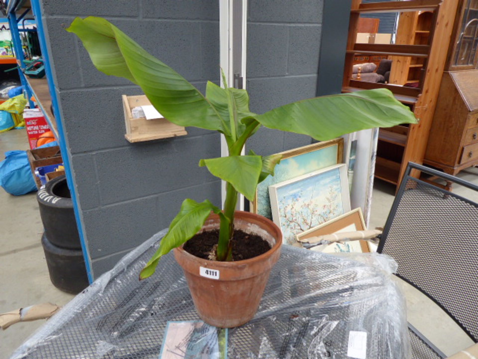 Potted banana plant in terracotta pot