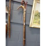 Bundle of three walking sticks