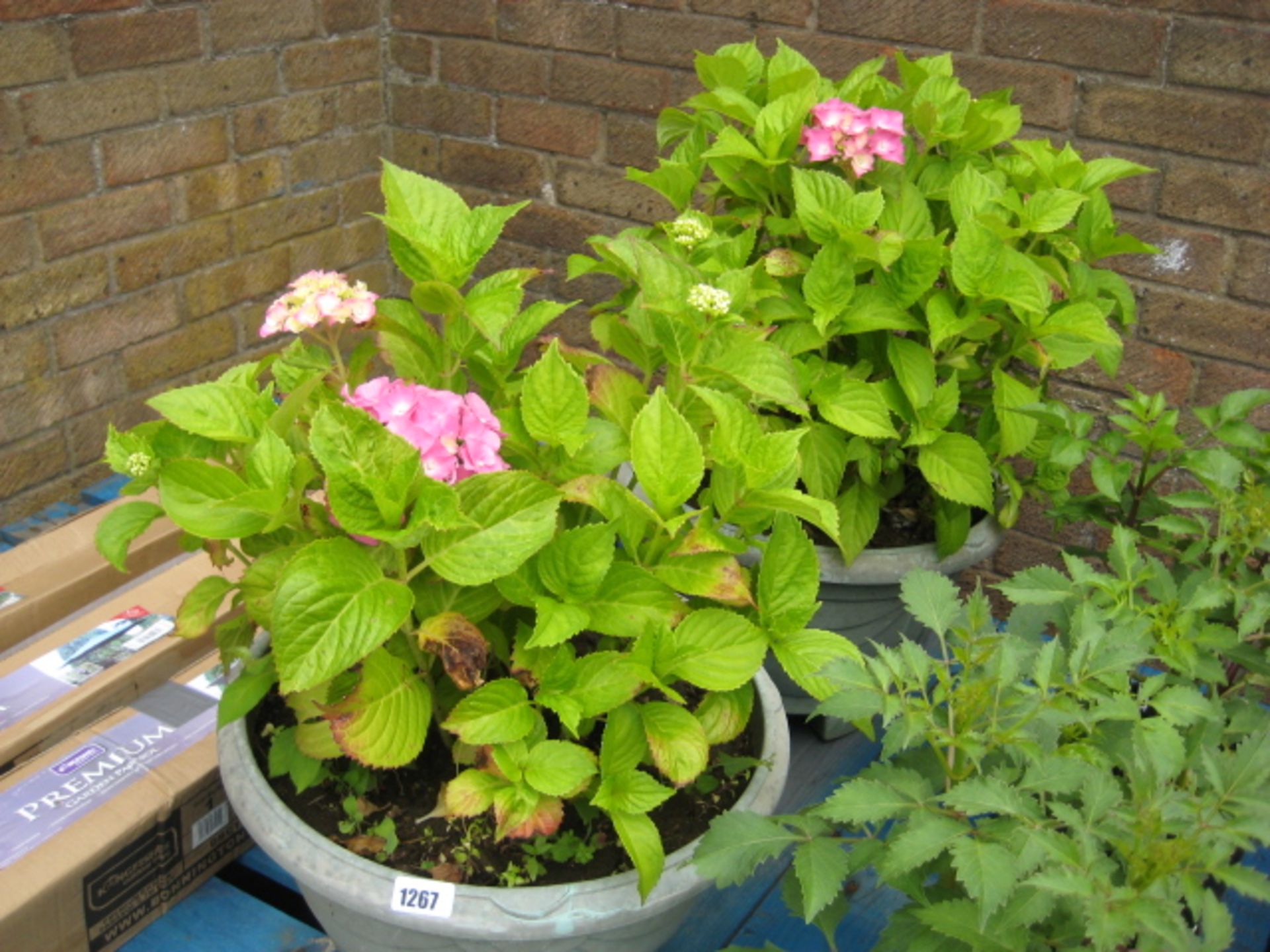 Pair of planted patio pots containing hydrangeas