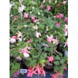 2 trays of fuschias