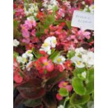 4 small trays of bedding begonias