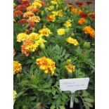 4 small trays of French marigolds