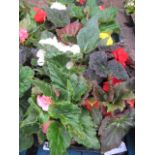 2 trays of non stop begonias