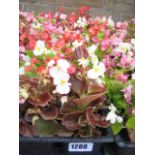 4 small trays of bedding begonias