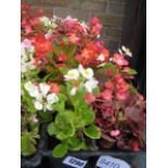 4 small trays of bedding begonias