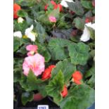 2 trays of non stop begonias