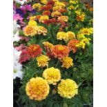 4 small trays of French marigolds