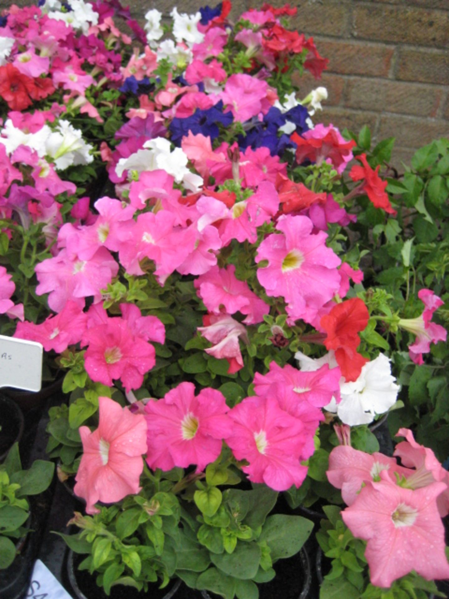 2 large trays of pink purple and white flowering petunias