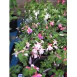 2 trays of fuschias