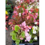 4 small trays of bedding begonias