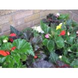 2 trays of non stop begonias