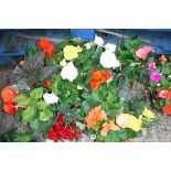 2 trays of non stop begonias