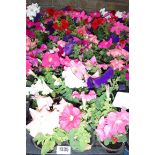 2 large trays of petunias