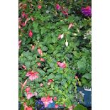 2 large trays of fuschias