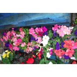 2 large trays of petunias