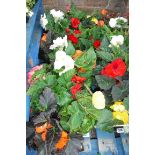 2 trays of non stop begonias