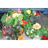 2 trays of non stop begonias