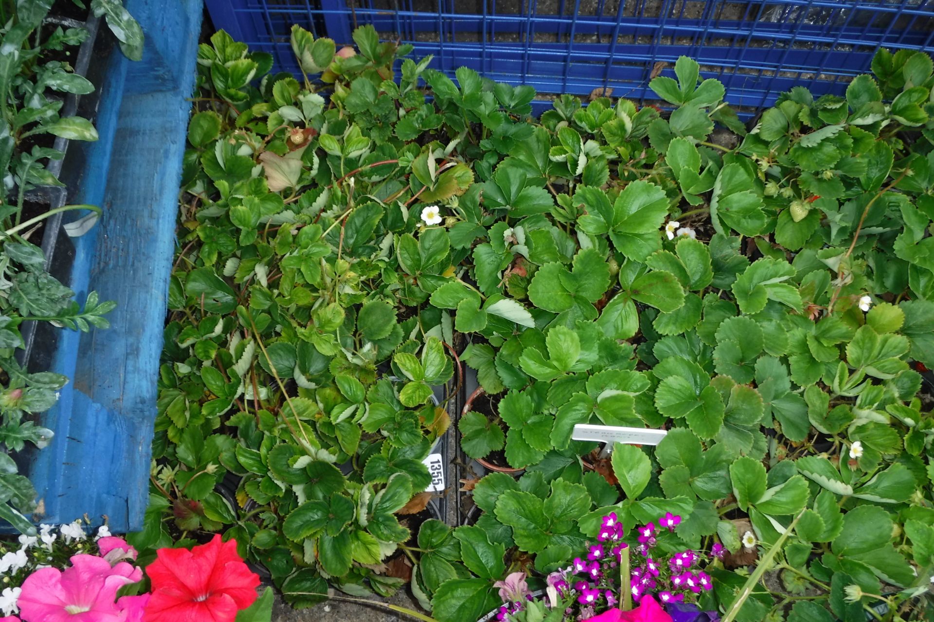 2 large trays of strawberry plants