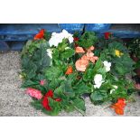 2 trays of non stop begonias