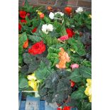 2 trays of non stop begonias