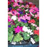 2 large trays of petunias