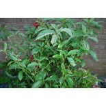 Tray containing 4 potted deutzia