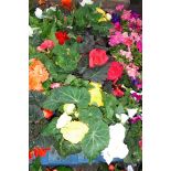 2 trays of non stop begonias