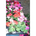 2 large trays of petunias