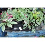 Tray containing 4 potted paeonia