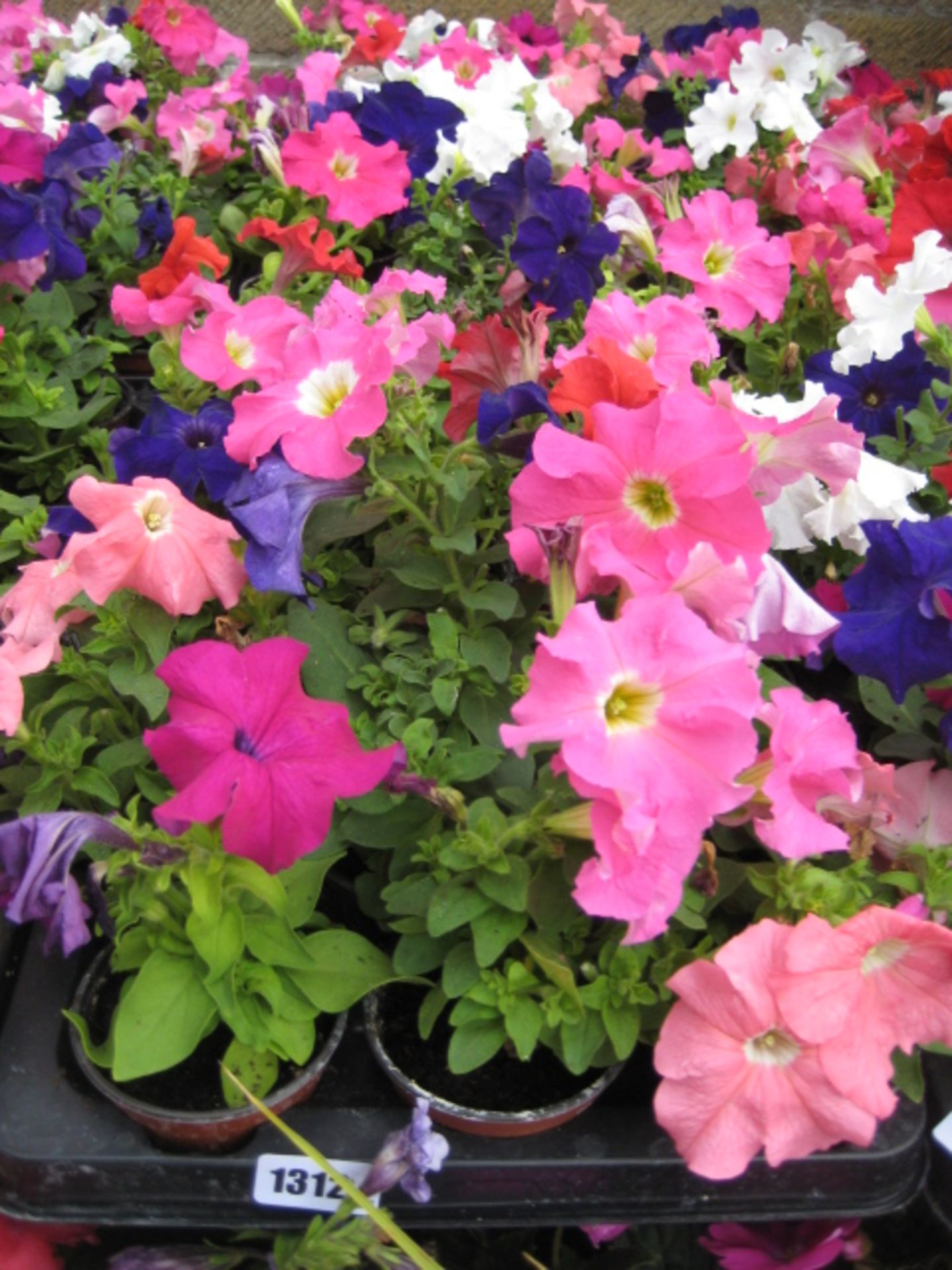 2 trays of petunias