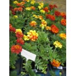 4 small trays of French marigolds