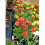 4 small trays of French marigolds