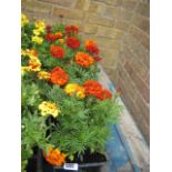 4 small trays of French marigolds