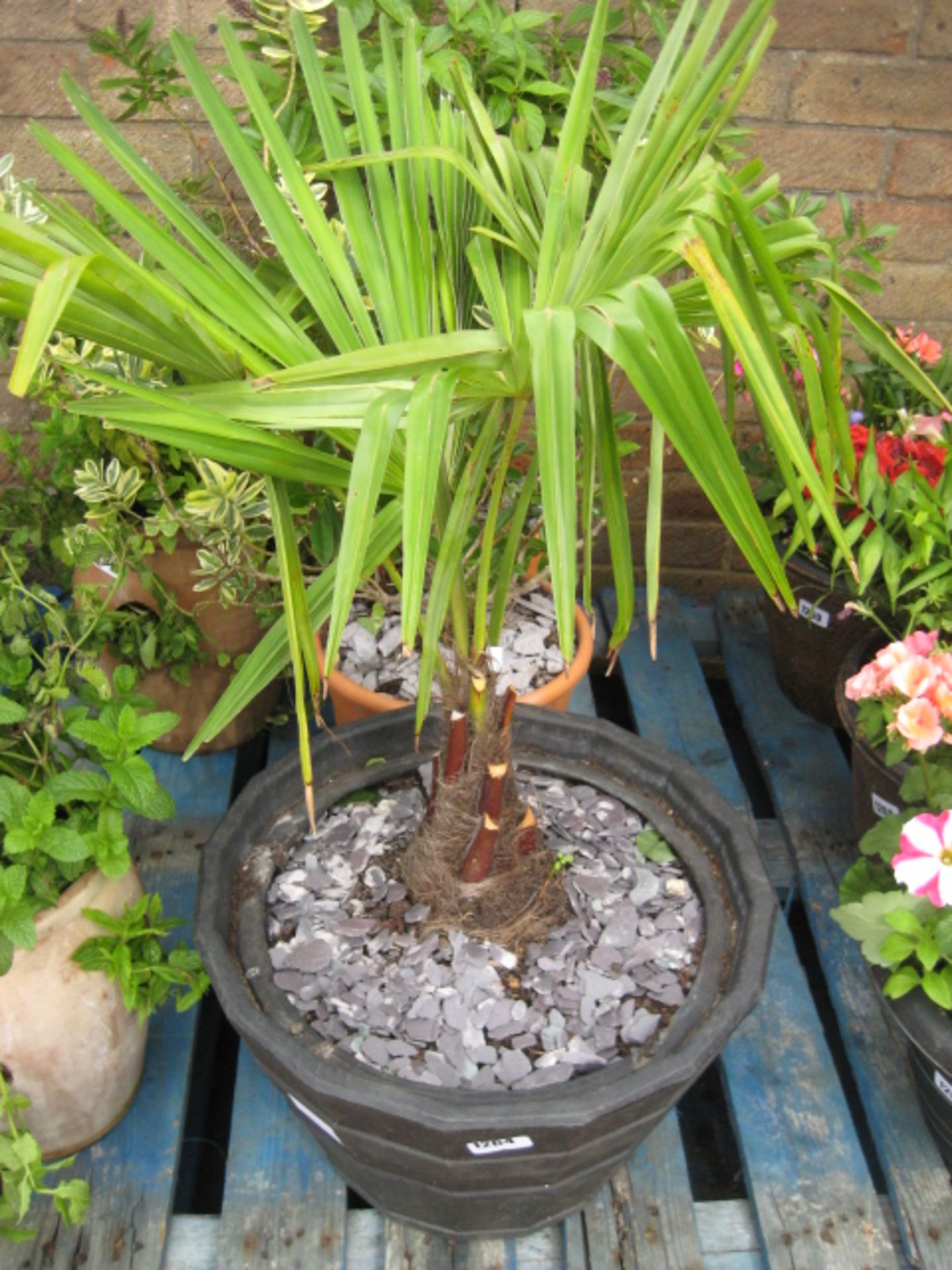 Potted fan palm